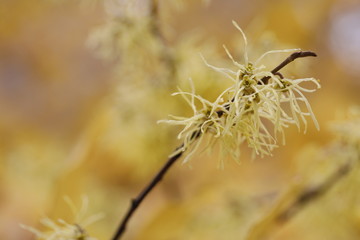 Hamamelis virginiana. Autumn flowering shrub flowers close-up on a yellow background.