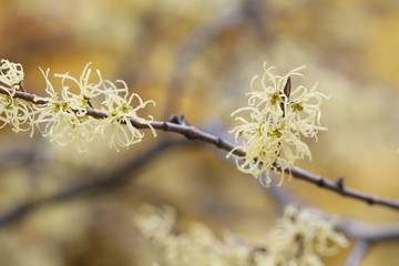 Hamamelis virginiana. Autumn flowering shrub flowers close-up on a yellow background.