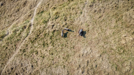 Aerial view of a group of buffalo in a hot and dry meadow