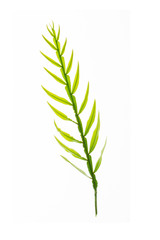 Fototapeta premium green leaves frame on white background