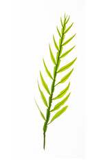 green leaves frame on white background