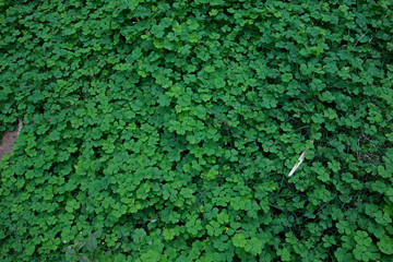 green leaves background