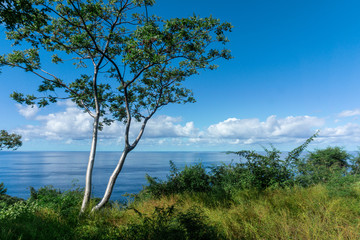 Fototapeta na wymiar Panoramic View with a Tree and the Ocean in the background, Sayulita Mexico.