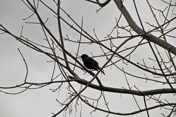 Amsel im Geäst