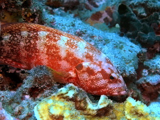 The amazing and mysterious underwater world of Indonesia, North Sulawesi, Manado, grouper