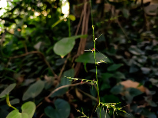 Natural macro shot in a forest.