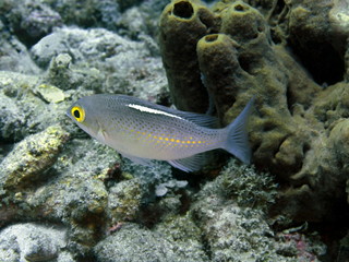 The amazing and mysterious underwater world of Indonesia, North Sulawesi, Manado, coral fish