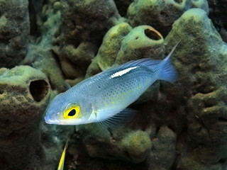 Fototapeta na wymiar The amazing and mysterious underwater world of Indonesia, North Sulawesi, Manado, coral fish