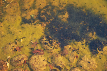 Many tadpoles in the water 
