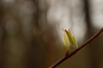 Spring Buds on Branch