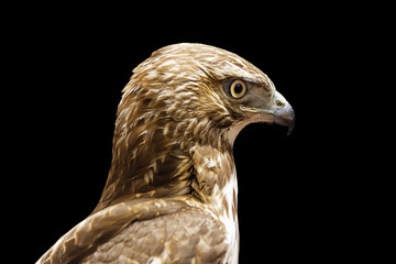 Red Tailed Hawk Head