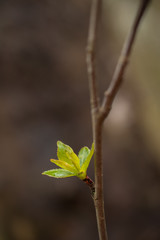 Spring Bud on Branch