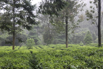 Obraz na płótnie Canvas Beautiful morning at a tea plantation in West Java