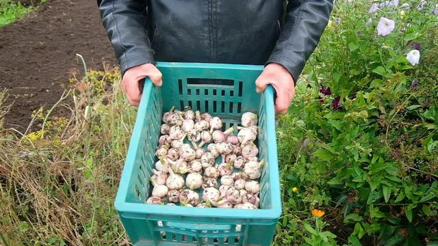 freshly harvested garlic on the ground