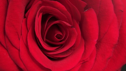 macro Close up of red rose petal in black background, Beautiful flower of love. Velvet red petals. Flowers close-up. 