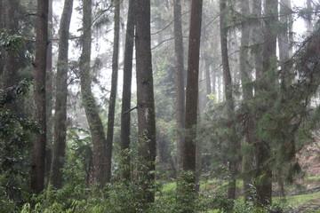  Tropical rain forests in Indonesia