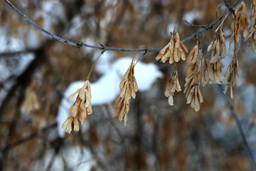 branch of pussy willow