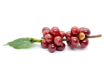 Coffee berries red green on branch on white background.