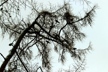 tree in winter