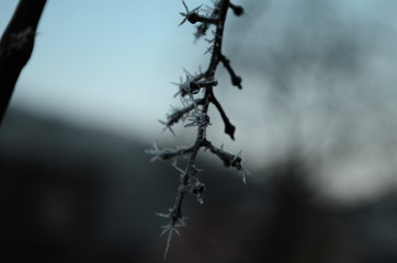 Branch covered in ice cold white frost in the winter. first frosts, cold weather, frozen water, frost