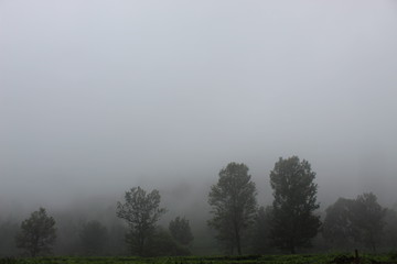 Fototapeta premium Dew in the morning in the mountains of West Java