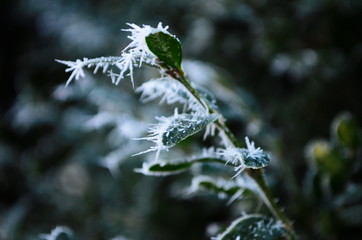 Branch covered in ice cold white frost in the winter. first frosts, cold weather, frozen water, frost