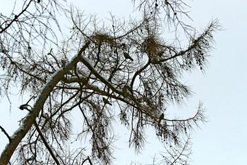 tree in winter