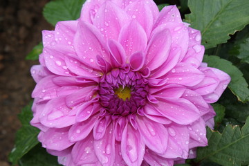 Closeup of a purple flower with water droplets on it's petals.