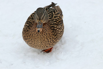 duck in snow