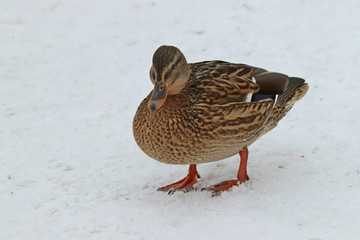duck in snow