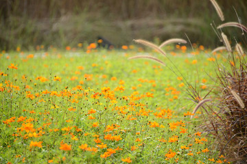 Cosmos sulphureus ( yellow cosmos ) flowers field at sunset.Cosmos sulphureus in the Dengdu Wet Lnad park of Guzhen Town in Zhongshan, Guangdong, China.