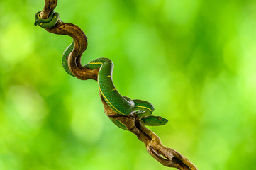 Naklejka premium Bothriechis lateralis is a venomous pit viper species found in the mountains of Costa Rica and western Panama
