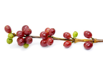 Coffee berries red and green on branch on white background.