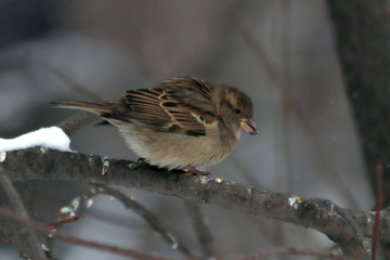 sparrow on branch