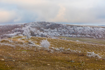 Frozen trees and bushes in the mountains