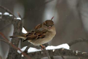 sparrow on branch