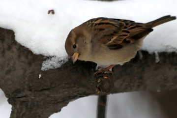 bird in snow