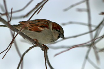 sparrow on branch of tree