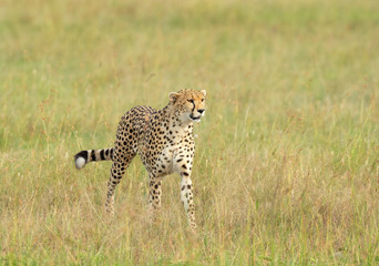 Chetah Walking in a green grass at Masai Mara, Kenya, Africa
