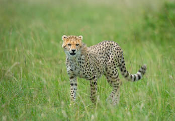 Young Cheetah cub walking in a green grass at Masai Mara, Kenya, Africa
