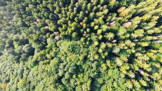Nature top-down aerial view, flying over lush pine tree forest in National Park during summer.