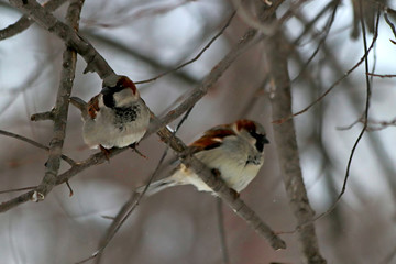 sparrow on branch of tree