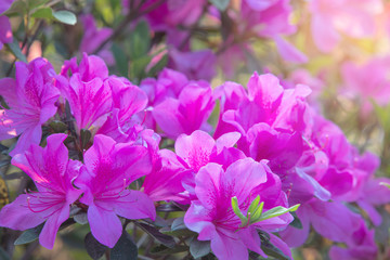 Fototapeta na wymiar Rhododendron, beautiful flower in the forest.
