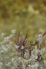 flowers in the field