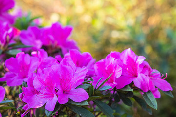 Rhododendron, beautiful flower in the forest.