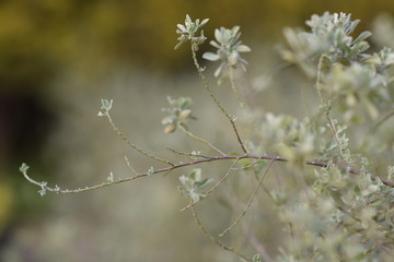 flowers on a background