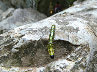 Photo of a green caterpillar that moves on a rock in the provencal nature. This photo was taken in the Luberon in Provence.