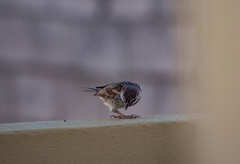passer domesticus in a wall