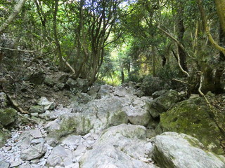 Photo of a path full of rocks that crosses a forest. This photo was taken in the Luberon in Provence.