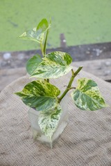 close up golden pothos plant leaves in nature garden